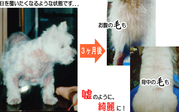 原因不明の犬の皮膚病が、ドクター・シートンを使用したところ、３ヶ月ですっかり綺麗に！